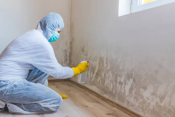 Licensed Attic Mold Removal service in Gladwyne, PA - WQB Mold Removal